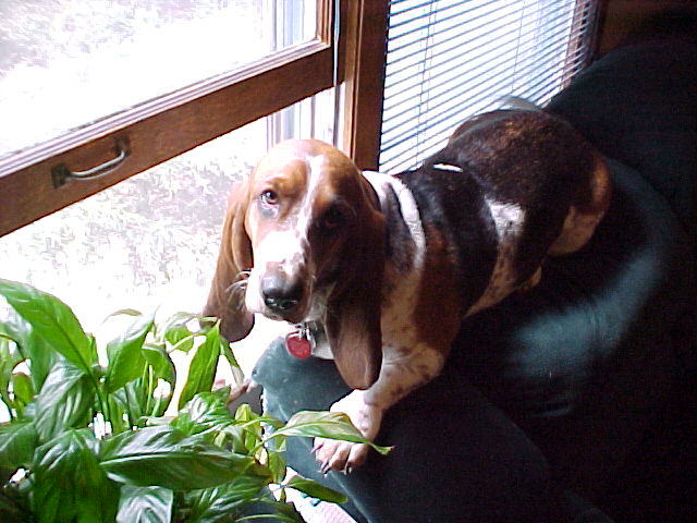 Sadie (bugs) the wonder dog 