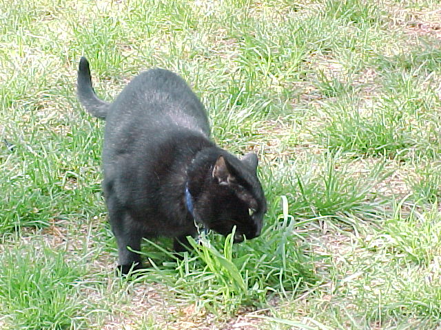Midnight he doesn't do much of any thing but meow