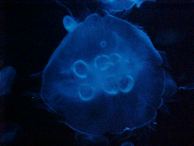 ohhhhh prettty jelly fish