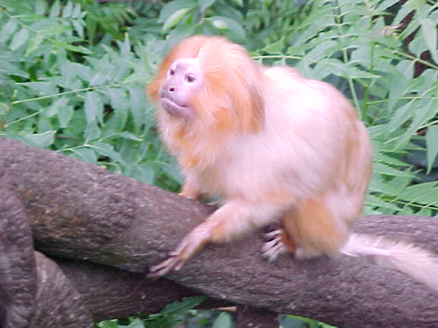 This monkey was like 2 foot away on his way up to the tree hanging over my head.